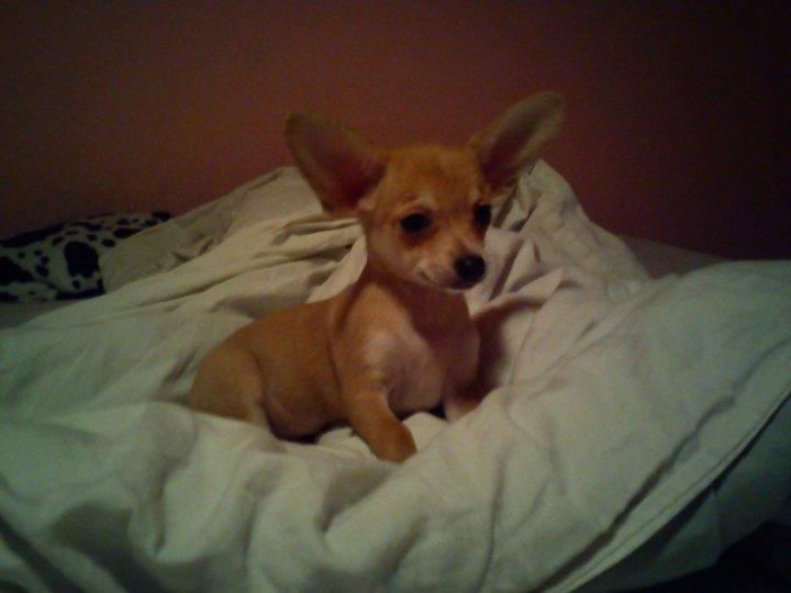 Blanding af racer Gizmo - Bette bebs - inden jeg fik ham hjem :-)  billede 19