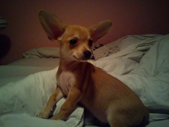 Blanding af racer Gizmo - Bette bebs - inden jeg fik ham hjem :-)  billede 20