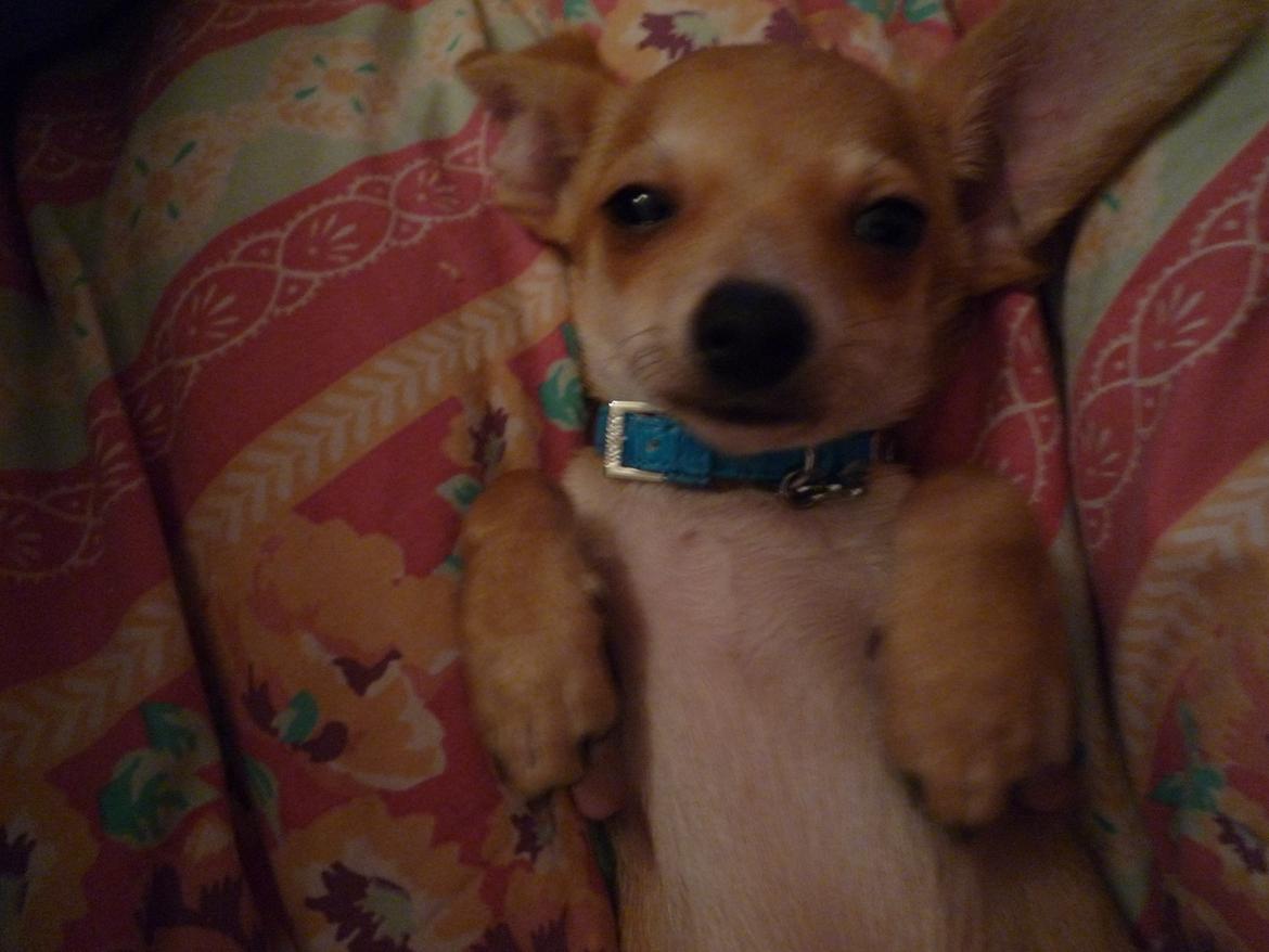 Blanding af racer Gizmo - 4-5 mdr gammel  billede 15