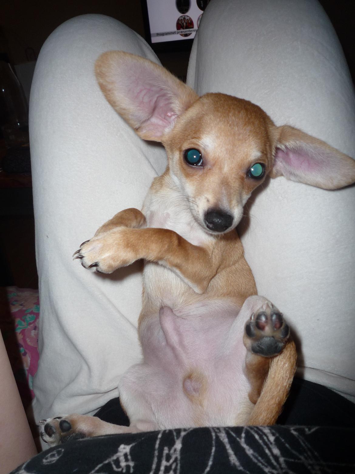 Blanding af racer Gizmo - 4-5 mdr gammel  billede 16