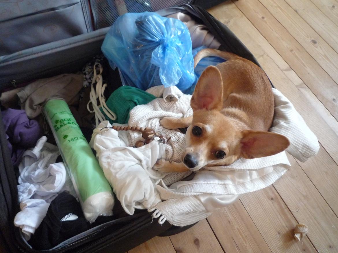 Blanding af racer Gizmo - ...Og mor må ikke rejse til England billede 2