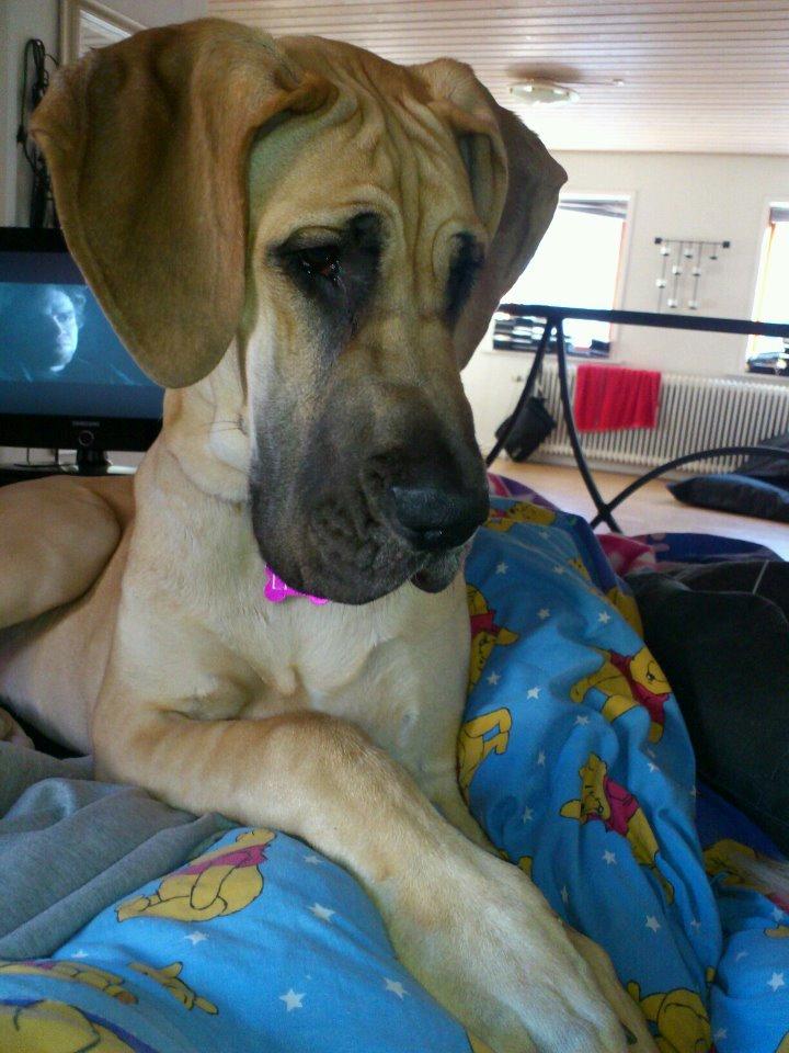 Grand danois Liva - se hvor sød jeg er :) billede 1