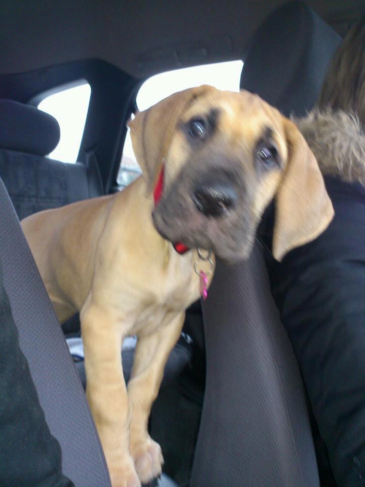 Grand danois Liva - der var jeg ikke gammel billede 2