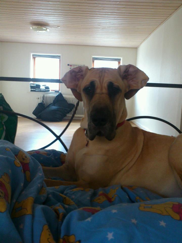 Grand danois Liva - det er svært at styre så store øre! billede 4