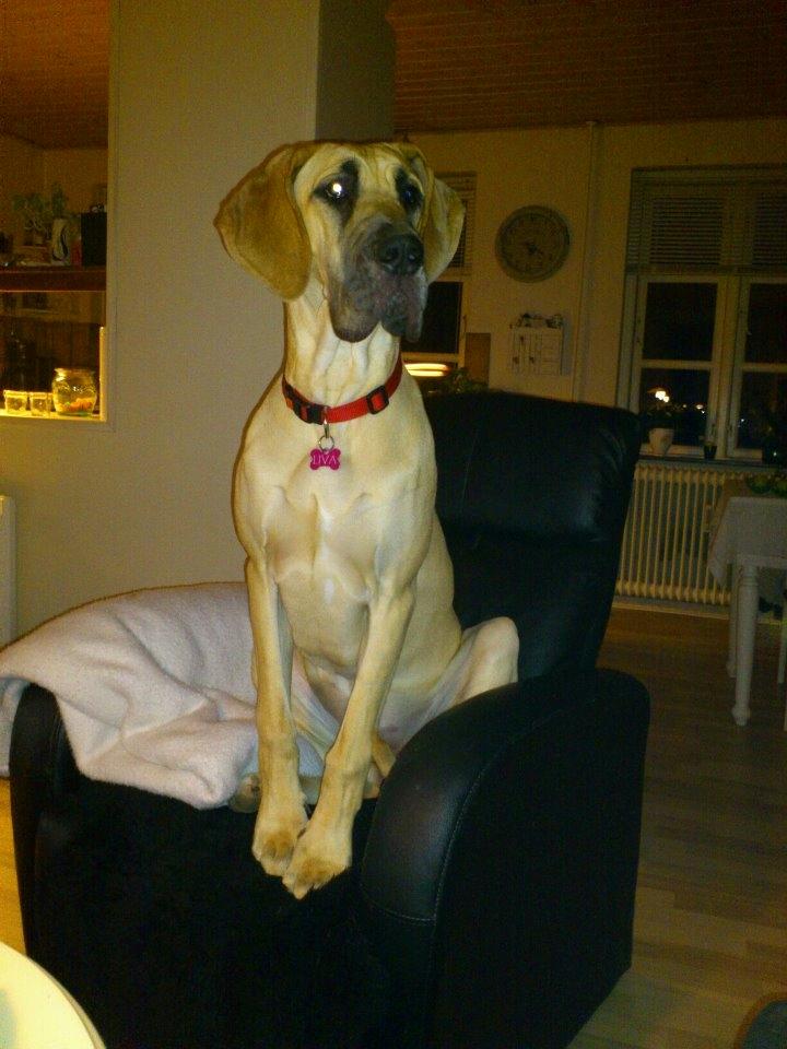 Grand danois Liva - lidt kongelig har man lov til at være :) billede 5