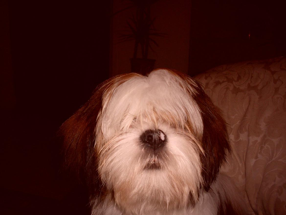 Lhasa apso plet billede 1