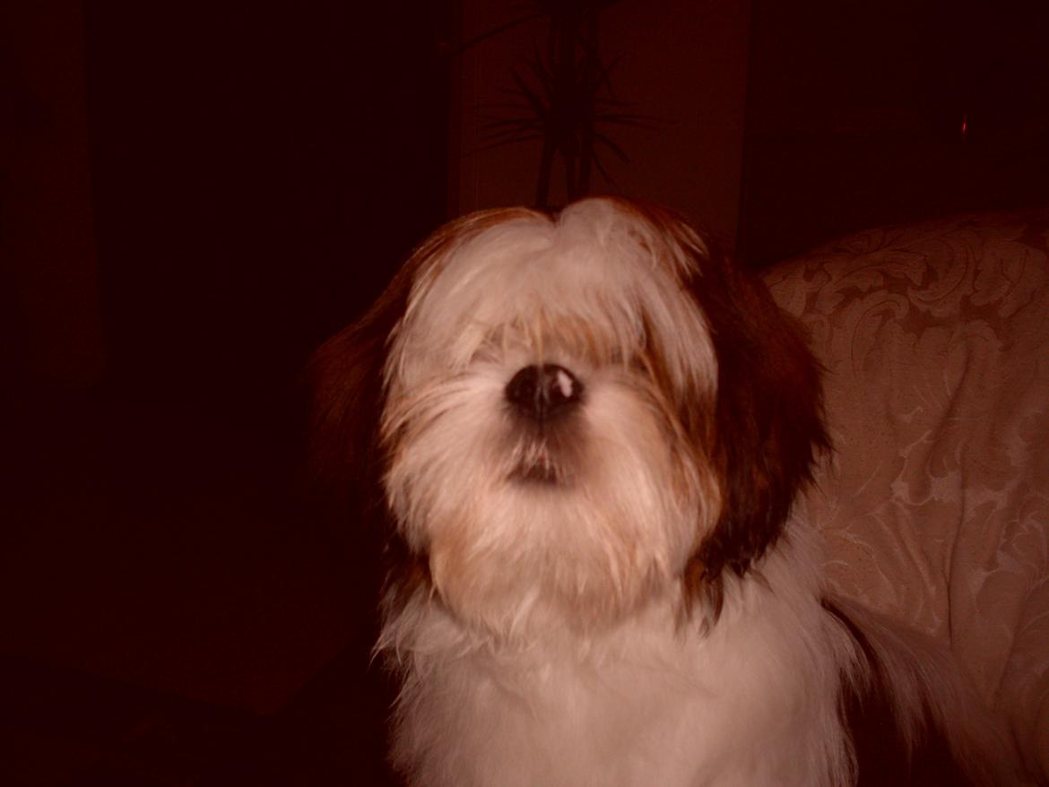 Lhasa apso plet billede 2