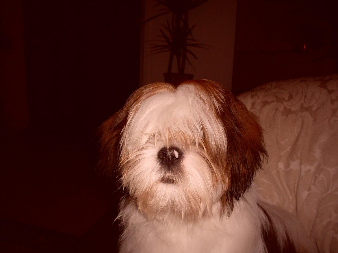 Lhasa apso plet billede 3
