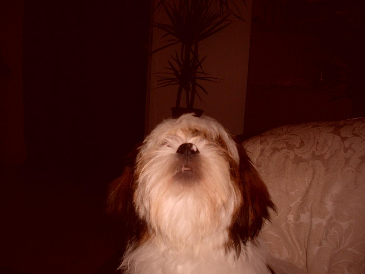 Lhasa apso plet billede 4