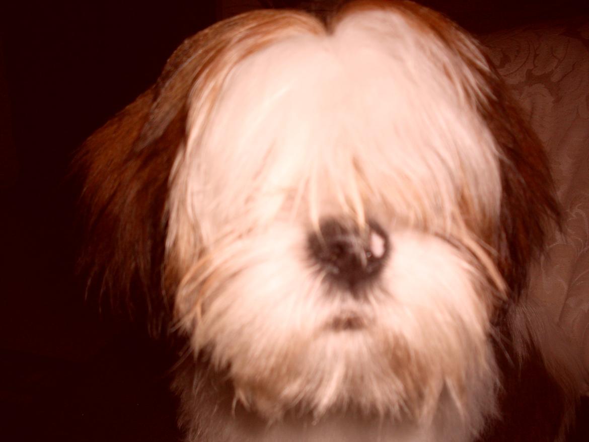 Lhasa apso plet billede 5