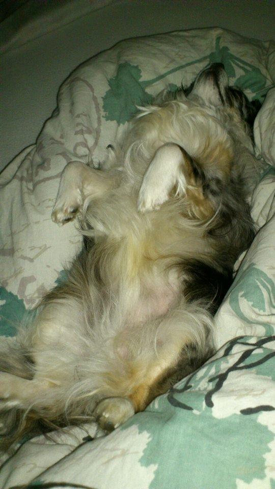 Chihuahua Dandie (Himmelhund) - Dandie i drømmeland! billede 16