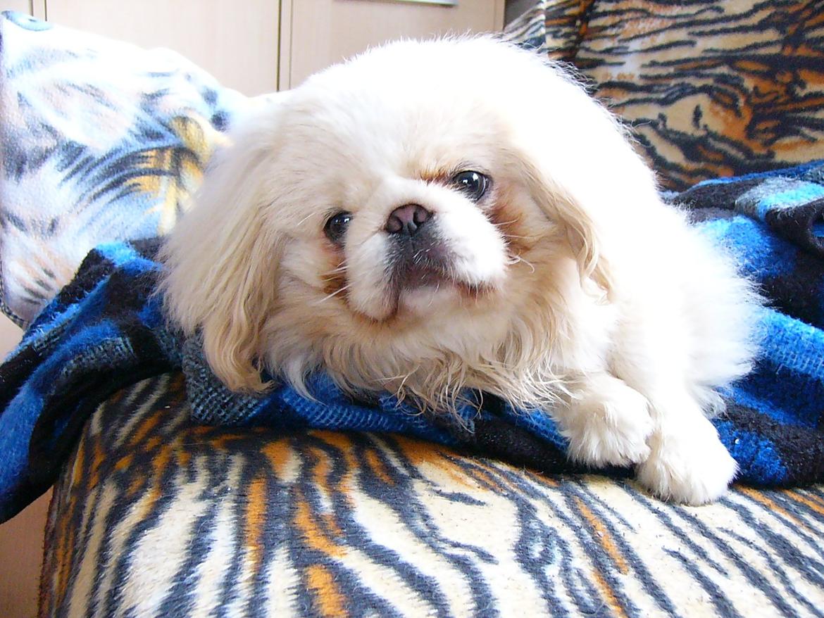 Pekingeser Siko - (1) Velkommen til min profil! billede 1