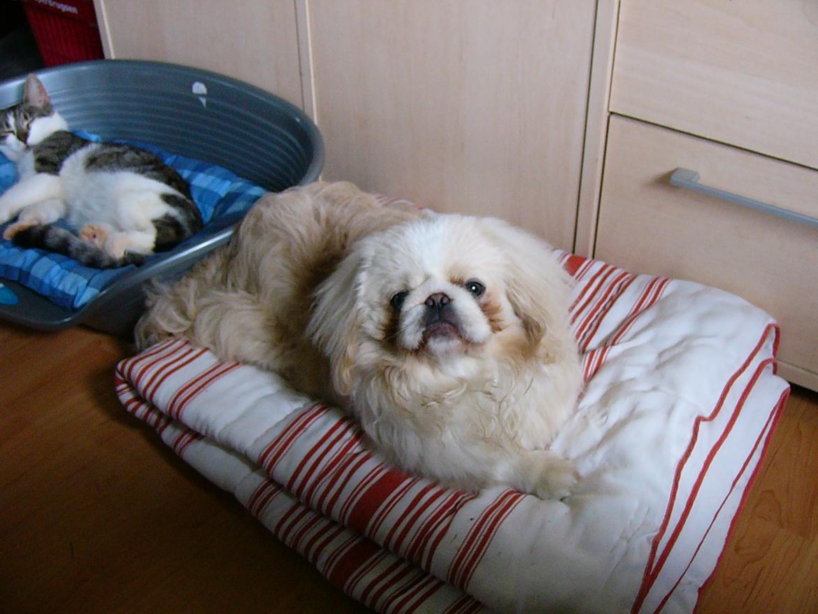 Pekingeser Siko - Uhhh hvad laver hun? :D billede 4