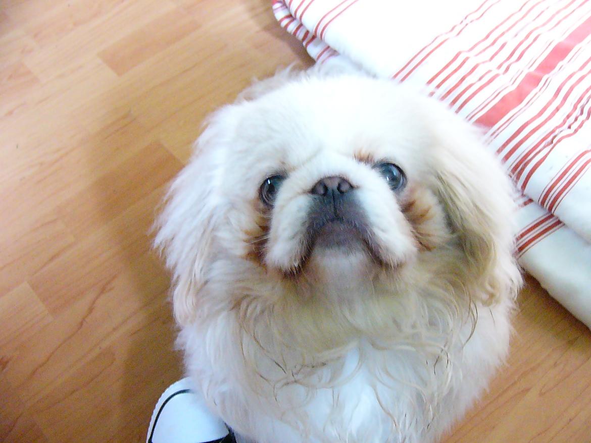 Pekingeser Siko - Mine øjne er ved at falde ud XD billede 8