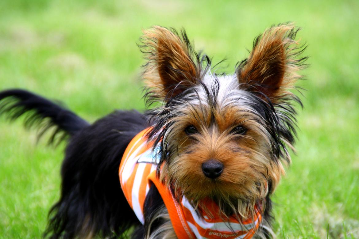 Yorkshire terrier Saki - Saki billede 1