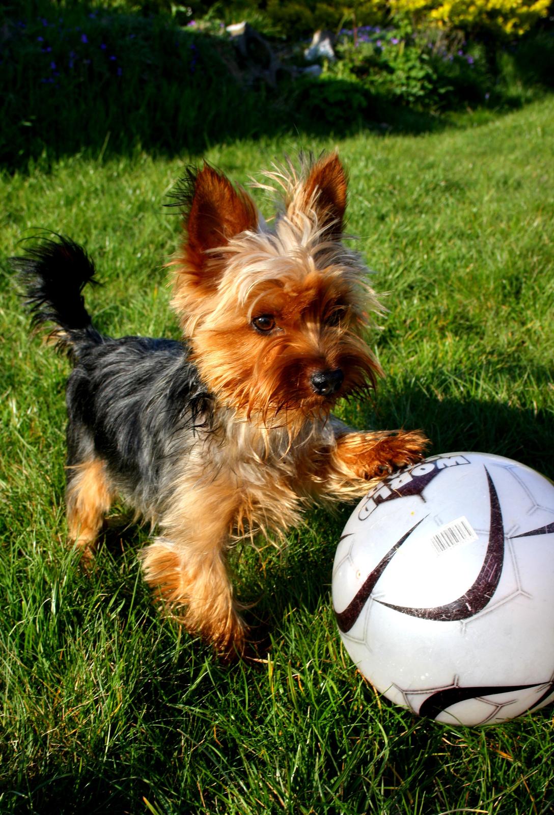 Yorkshire terrier Saki billede 2