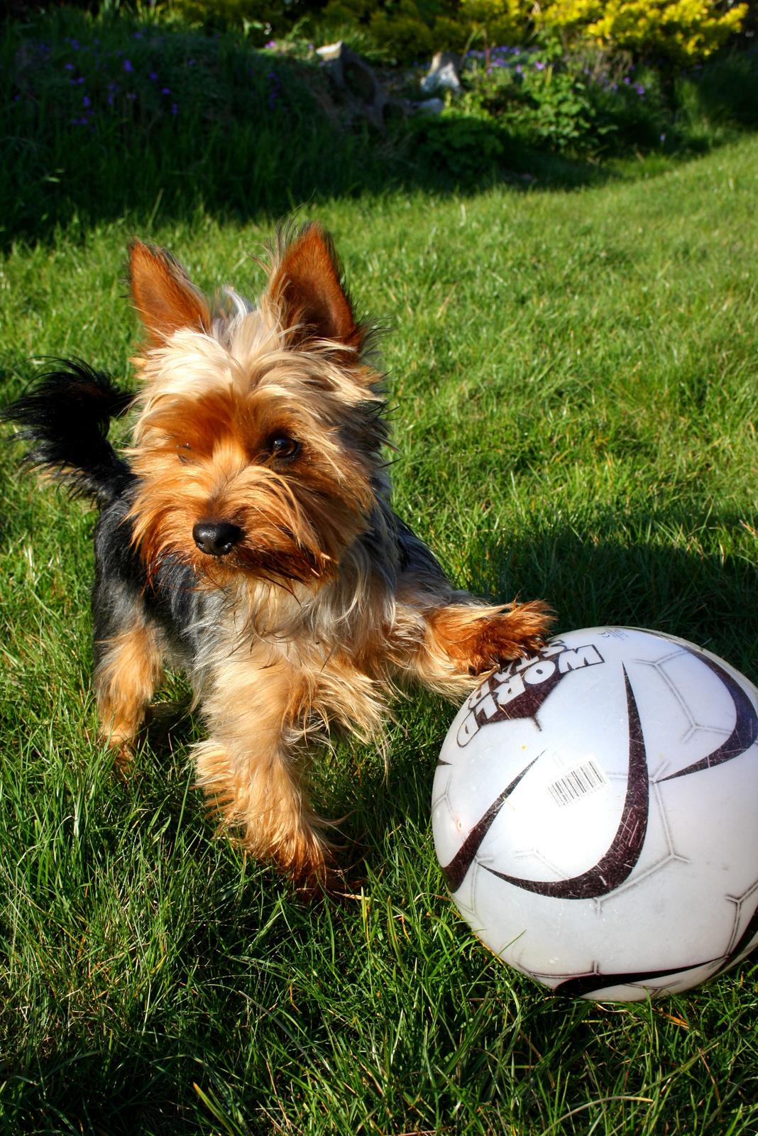 Yorkshire terrier Saki - Leg i haven med hans yndlings bold :-)  billede 3