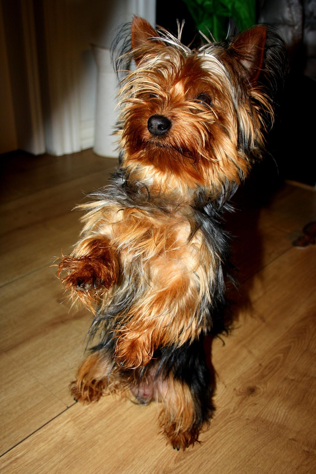 Yorkshire terrier Saki - Sidder pænt.... billede 4