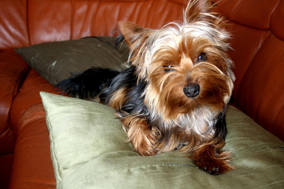 Yorkshire terrier Saki - Sød og dejlig <3 billede 5