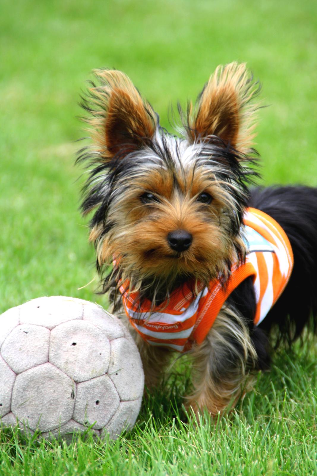 Yorkshire terrier Saki billede 6