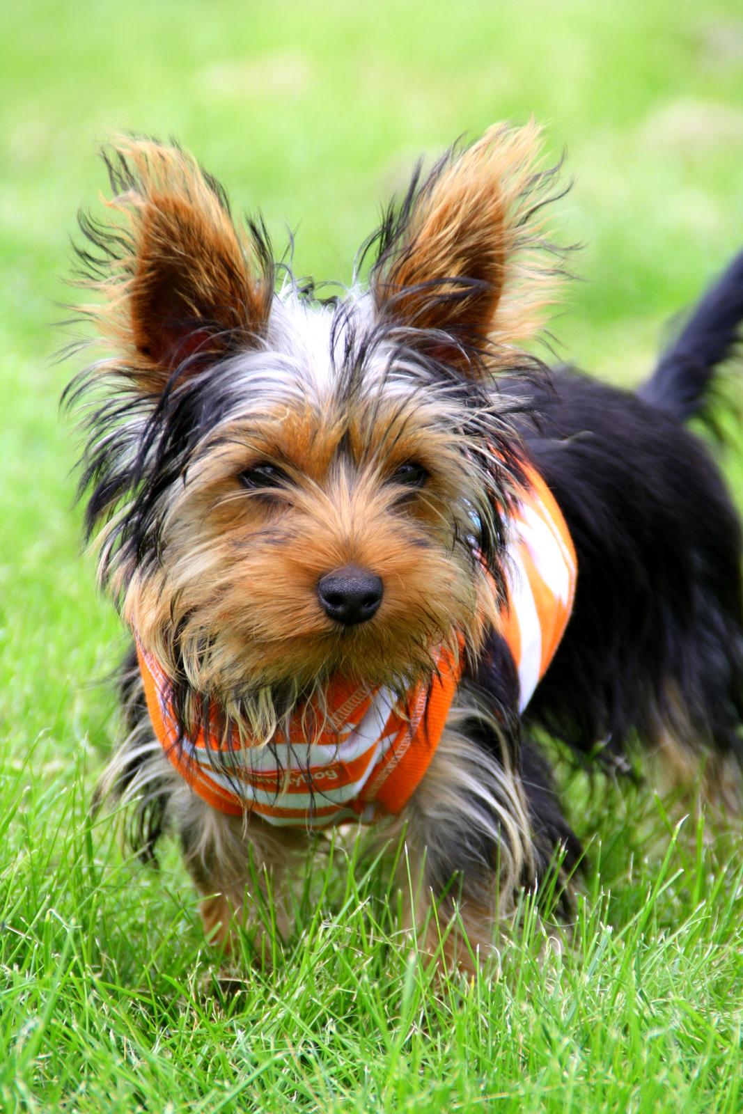 Yorkshire terrier Saki billede 7