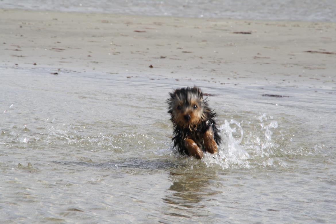 Yorkshire terrier Saki - Første gang ved stranden. billede 8