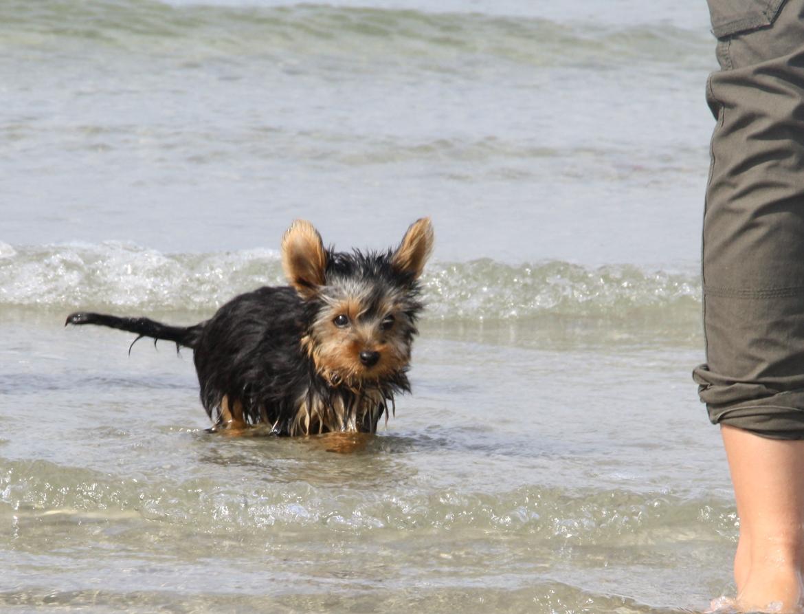 Yorkshire terrier Saki - Første gang ved stranden. billede 9