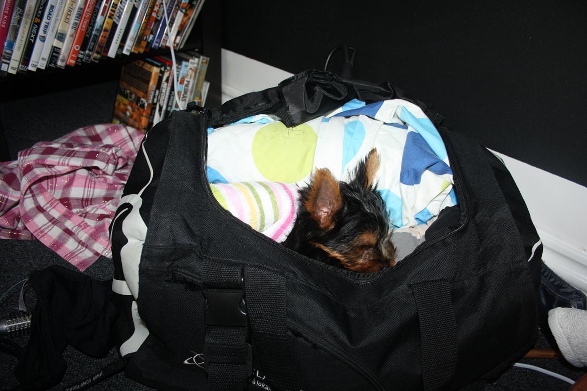 Yorkshire terrier Saki - Skatten gør det svært at pakke :-) billede 10