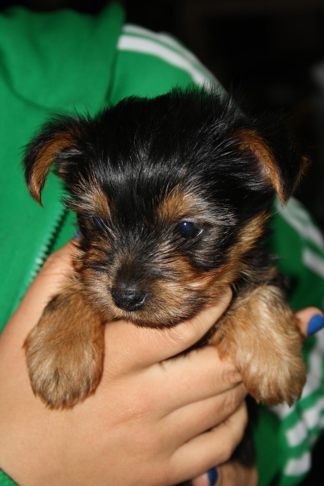 Yorkshire terrier Saki - 8 uger gammel. billede 11