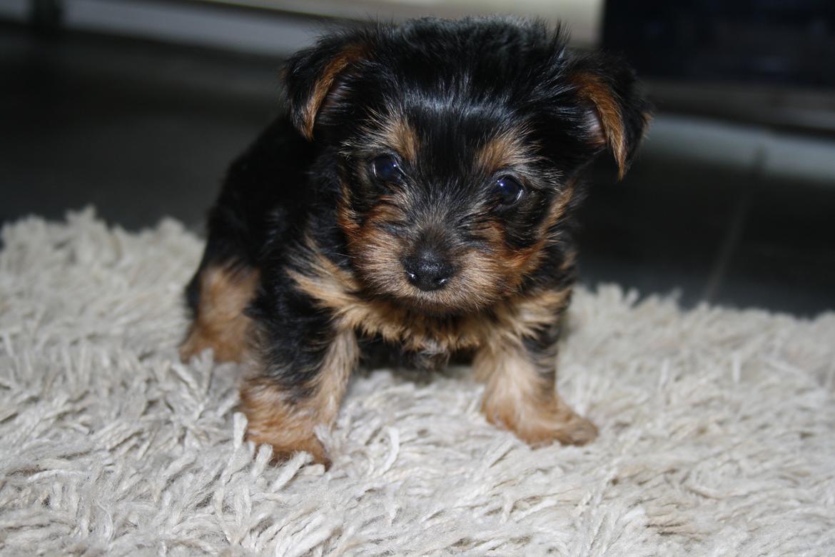 Yorkshire terrier Saki - Fra første gang vi så ham. billede 12