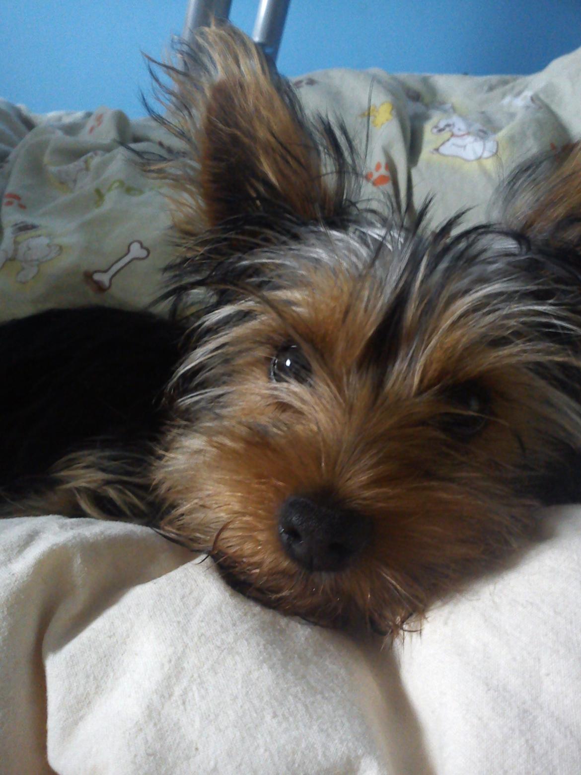 Yorkshire terrier Saki - Skal jeg virkeligt op nu mor??  billede 13