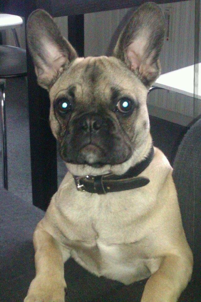 Blanding af racer Ludvig - Nyeste billed af Ludvig, taget 9.5.12. billede 1