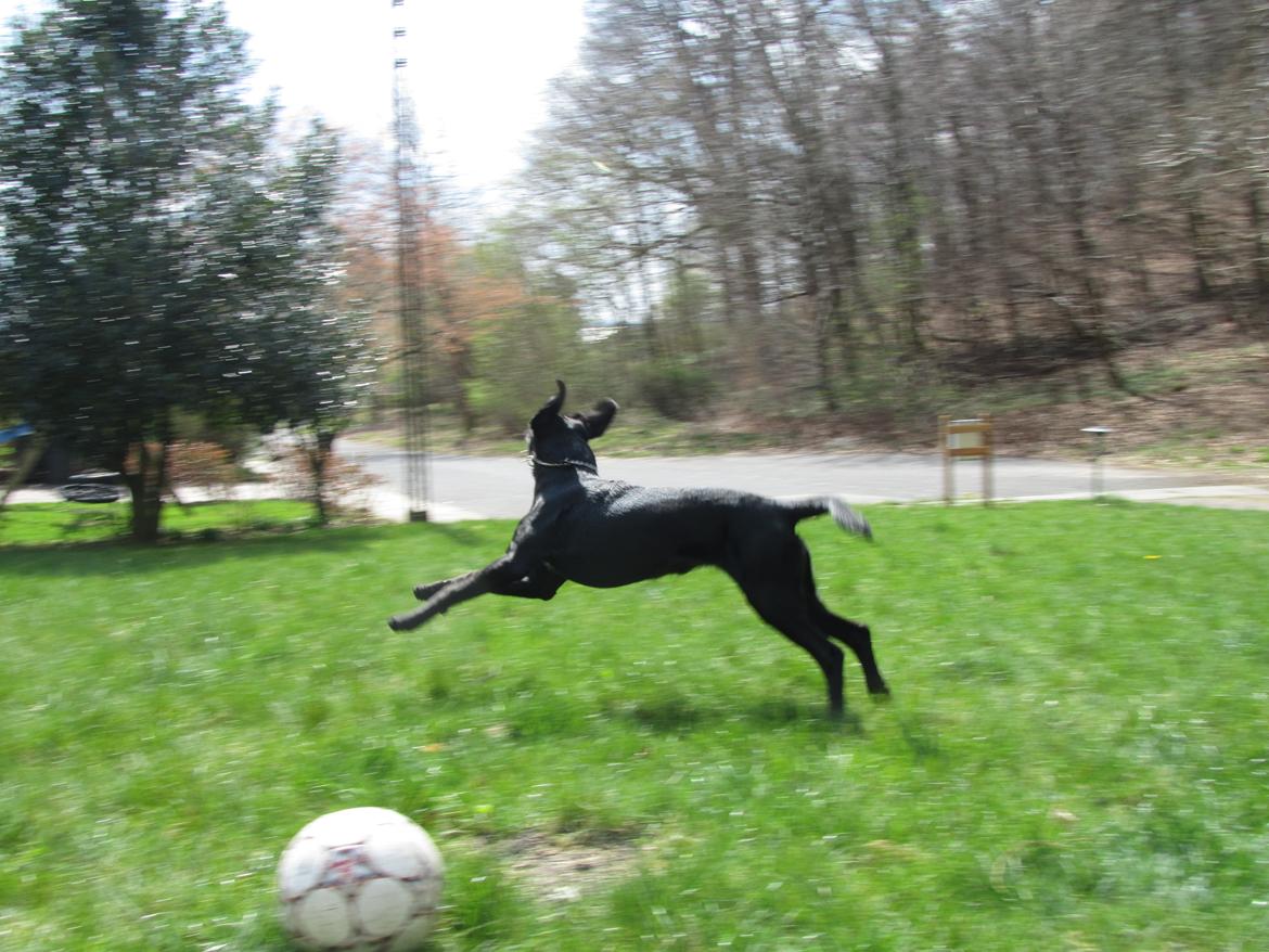 Blanding af racer Balder<3 billede 27