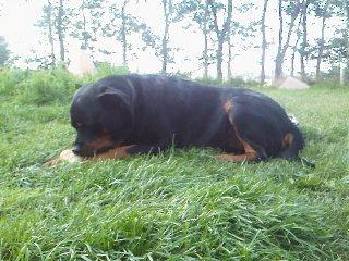 Rottweiler Theis<3 |R.I.P Min Engel|<3 - <3 Min Theis - Min Jappe - Min Stjerne På Himmelen <3 billede 1