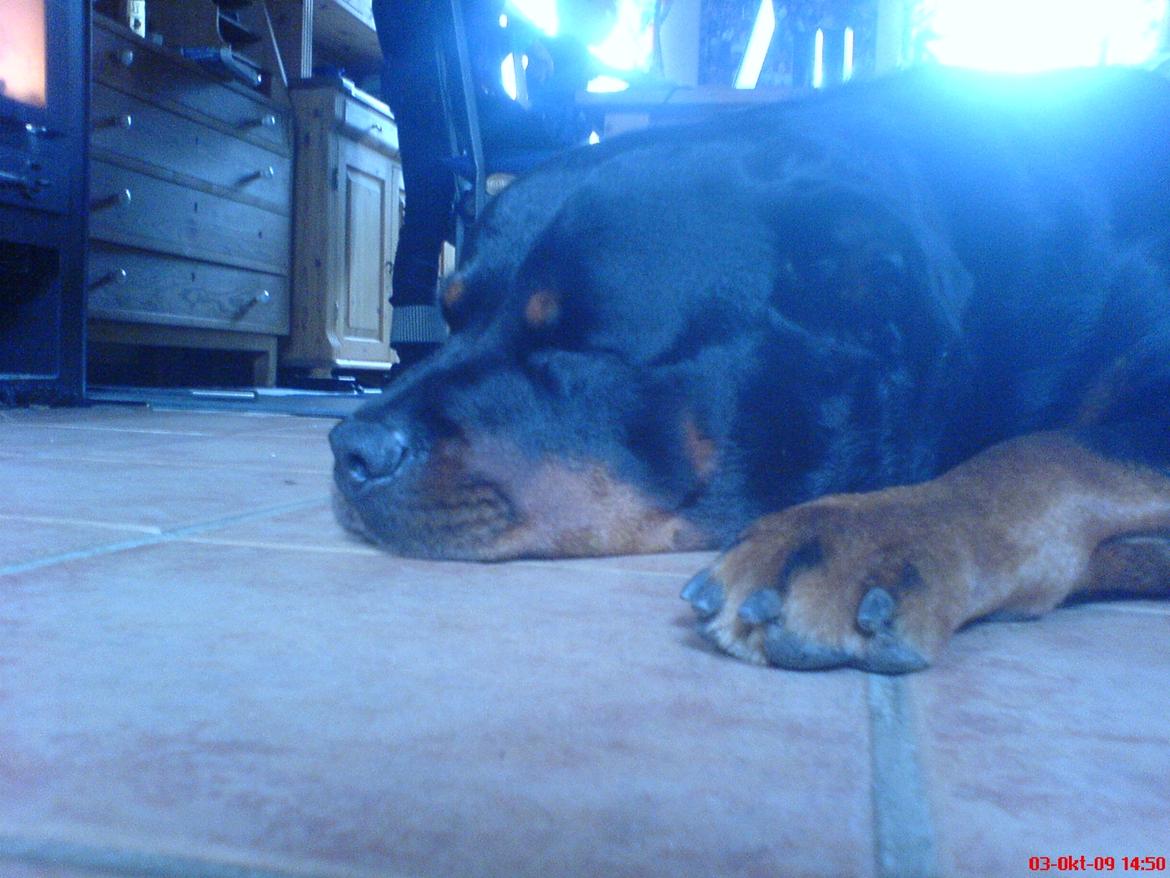 Rottweiler Theis<3 |R.I.P Min Engel|<3 - Jeg elsker dig Theis<3 billede 2