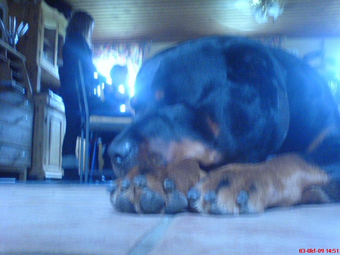 Rottweiler Theis<3 |R.I.P Min Engel|<3 - Min lækre Bassemand<3 billede 3