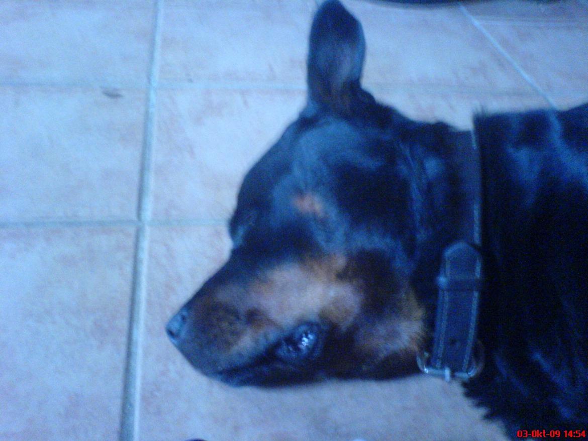 Rottweiler Theis<3 |R.I.P Min Engel|<3 - <3 billede 5