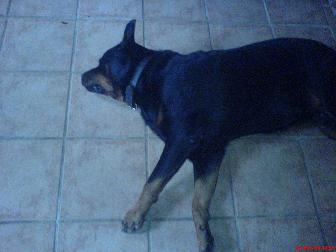 Rottweiler Theis<3 |R.I.P Min Engel|<3 - <3 billede 4