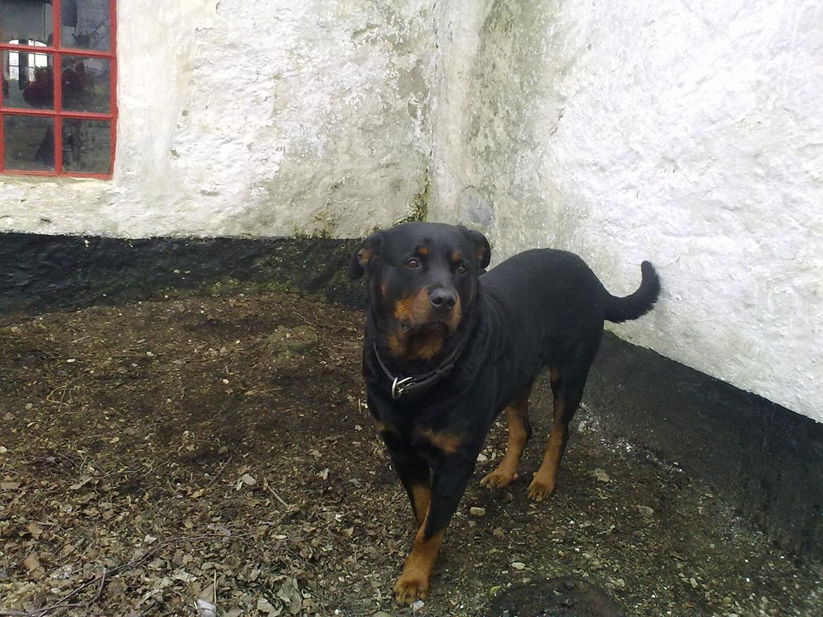 Rottweiler Theis<3 |R.I.P Min Engel|<3 - <3 billede 6