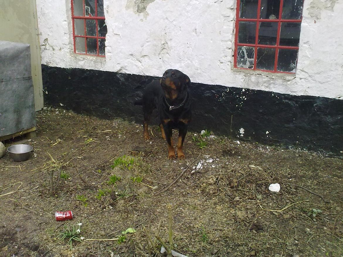 Rottweiler Theis<3 |R.I.P Min Engel|<3 - Kun miin<3 billede 7
