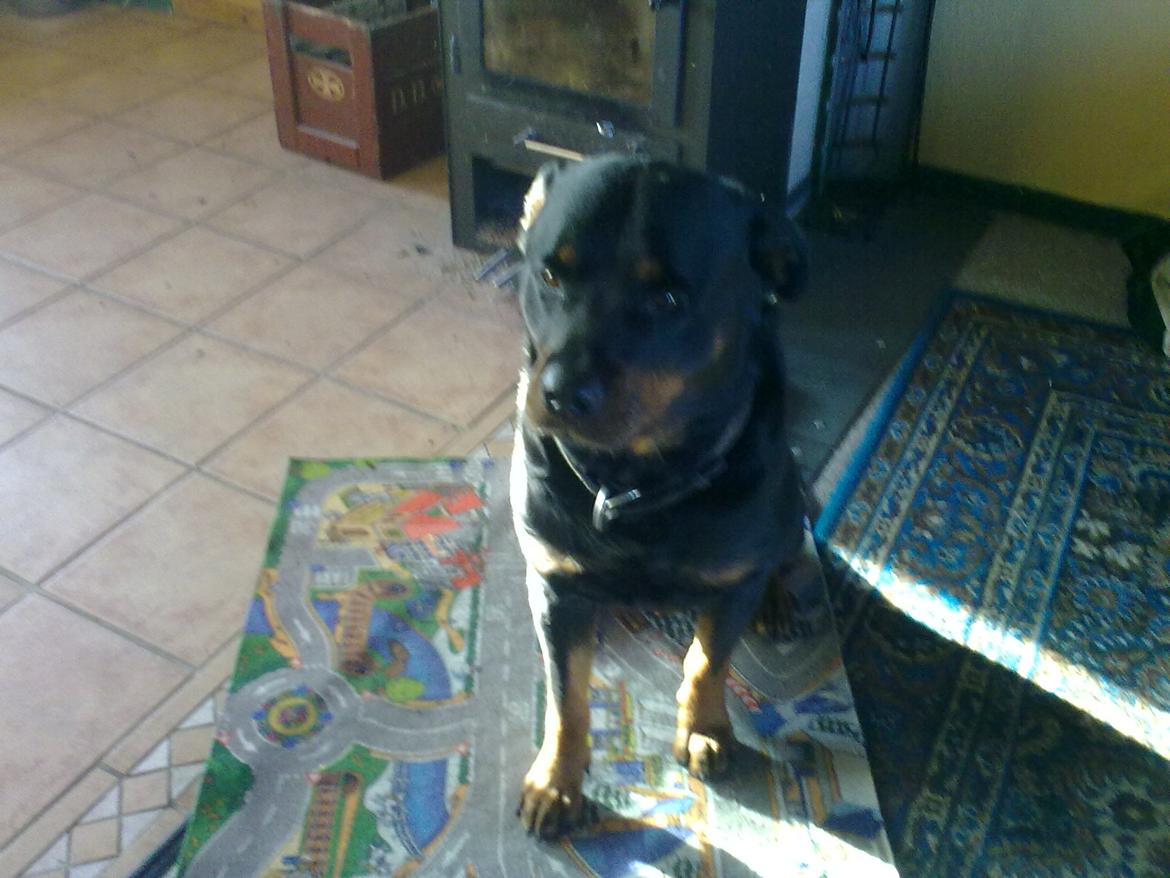Rottweiler Theis<3 |R.I.P Min Engel|<3 - Orh<3 billede 8