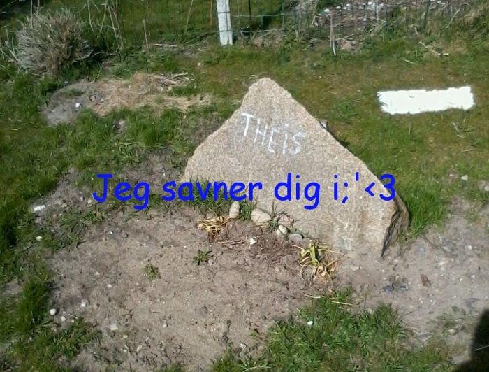 Rottweiler Theis<3 |R.I.P Min Engel|<3 - :'(<3 billede 9