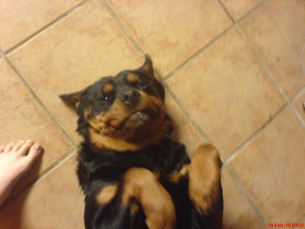 Rottweiler Mollie<3 |Molsen|<3 R.I.P Min trold..<3 - Min dejlige Mollie<3 billede 17