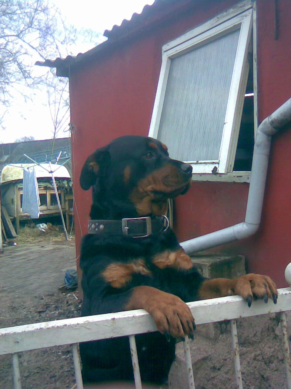 Rottweiler Mollie<3 |Molsen|<3 R.I.P Min trold..<3 - <3 billede 25