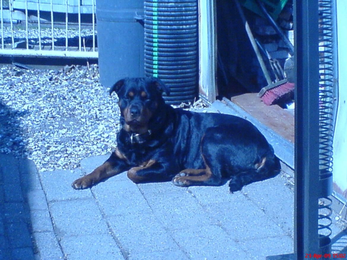 Rottweiler Mollie<3 |Molsen|<3 R.I.P Min trold..<3 - <3 billede 20