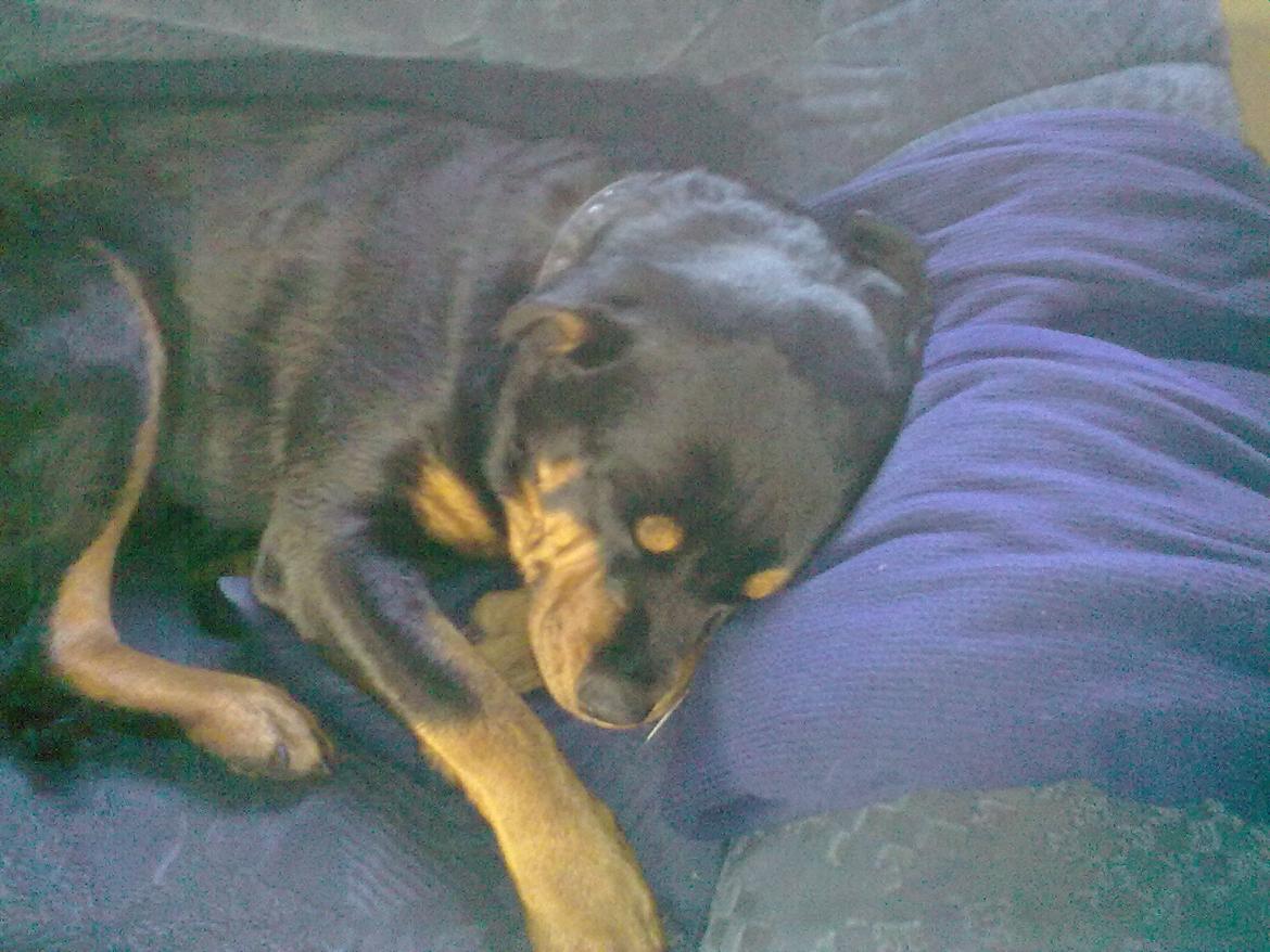 Rottweiler Mollie<3 |Molsen|<3 R.I.P Min trold..<3 - Hygger<3 billede 29