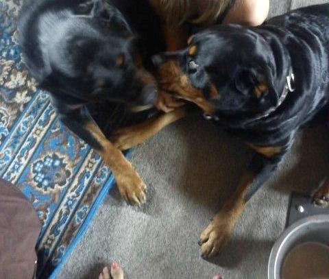 Rottweiler Mollie<3 |Molsen|<3 R.I.P Min trold..<3 - Theis og Mollie kysser<3 billede 15