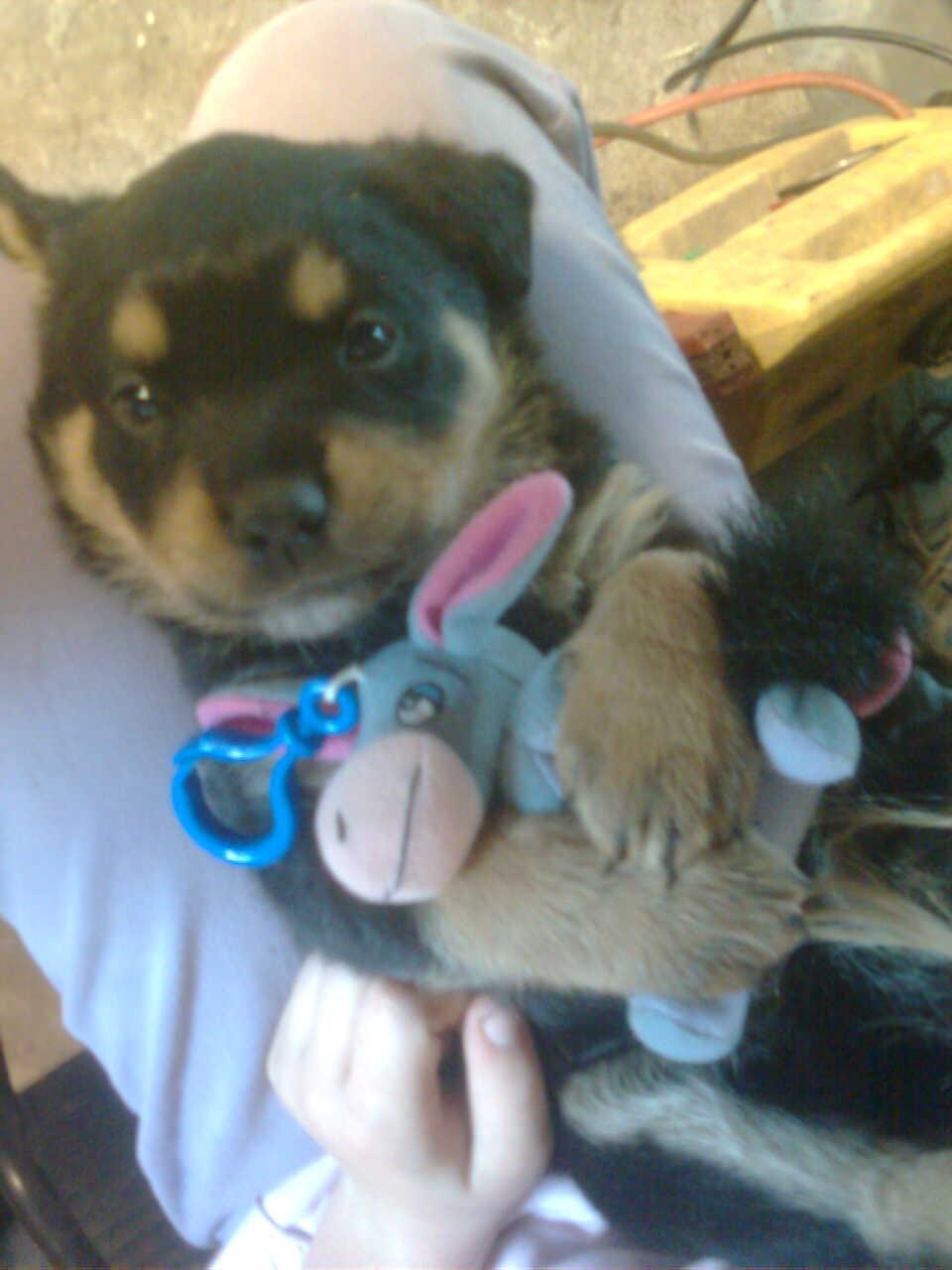 Rottweiler Mollie<3 |Molsen|<3 R.I.P Min trold..<3 - En af hvalpene, Sussi<3
Hun er selv blevet voksen nu og har selv fået hvalpe<3 billede 48