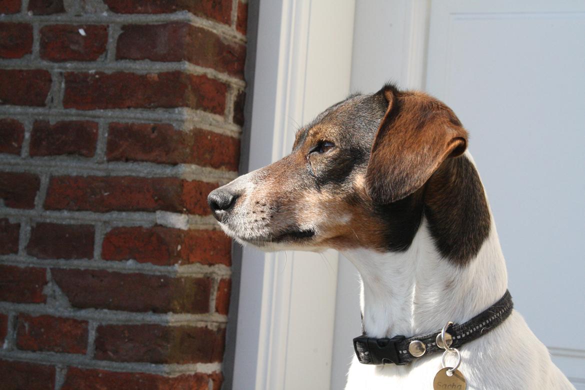 Dansk svensk gaardhund SACHA billede 11