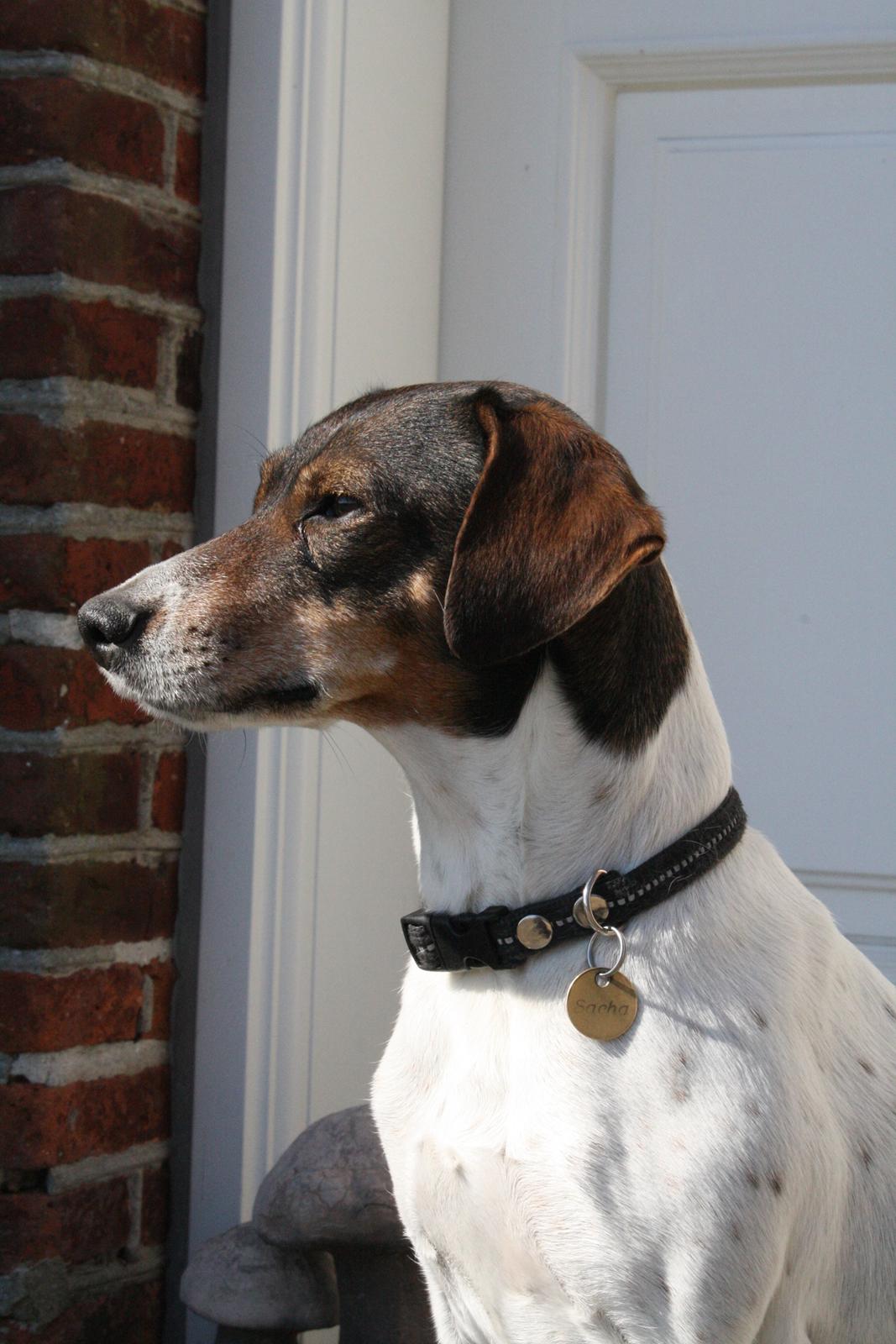 Dansk svensk gaardhund SACHA - fotogen  billede 13